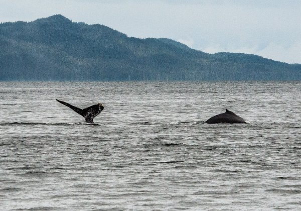 3 Whale Watching