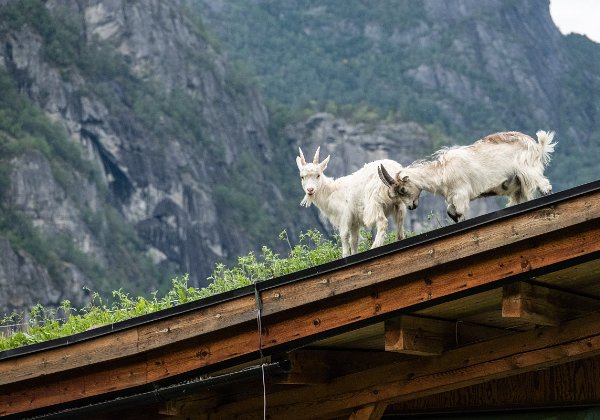 Eidfjord