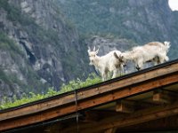 Eidfjord Norway Rooftop Goats