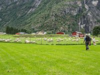 Eidfjord Norway Sheep